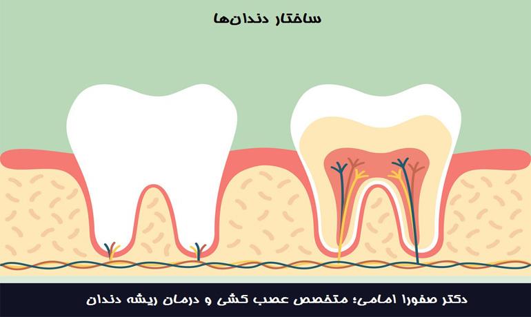 مواد تشکیل دهنده دندان انسان چیست و ساختار دندان‌ها چگونه است؟